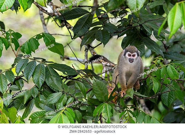 A Squirrel monkey in a tree in the rain forest near La Selva Lodge near Coca, Ecuador