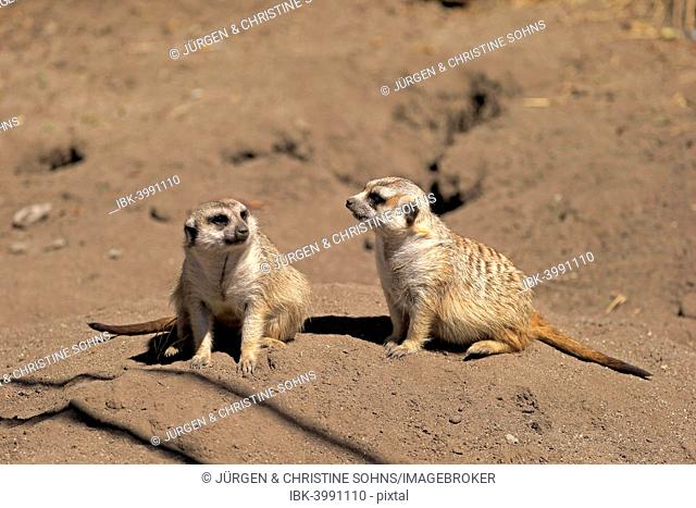 Meerkats (Suricata suricatta) alert pair, Little Karoo, Western Cape, South Africa