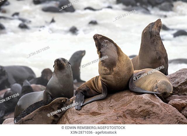 Cape fur seals on the rocks of the Cape Cross Seal Reserve, located in Namibia, Africa