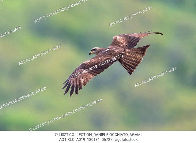 Black Kite in flight, Black Kite, Milvus migrans