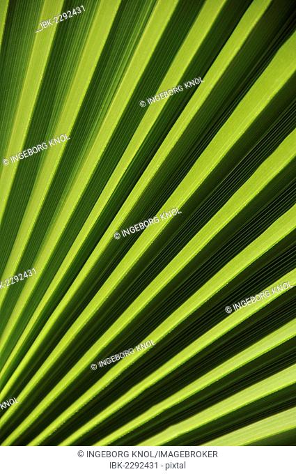 Chinese Fan or Fountain Palm (Livistona chinensis), palm frond, detail view