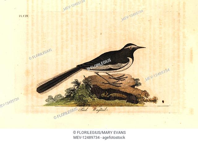 White-browed wagtail or large pied wagtail, Motacilla maderaspatensis. (Pied wagtail of India). Handcoloured copperplate drawn and engraved by John Latham from...