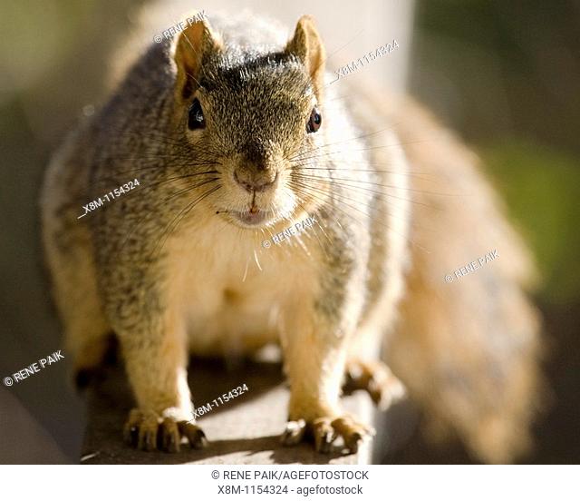 Fox Tree Squirrel (Sciurus niger)