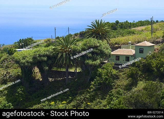 Dragon trees on the north coast of La Palma, Canary Islands, Spain, Europe