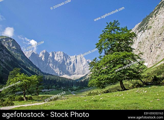 Prächtiger Ahornbaum im Sommer mit den Gipfeln der Karwendelgebirge