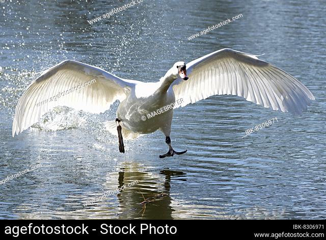 Mute Swan (Cygnus olor) walking and flying along a pond, Wetzlar, Hesse, Germany, Europe