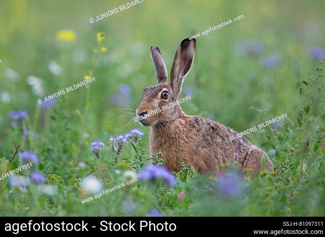 European Hare (Lepus europaeus) in a flowering meadow. Germany