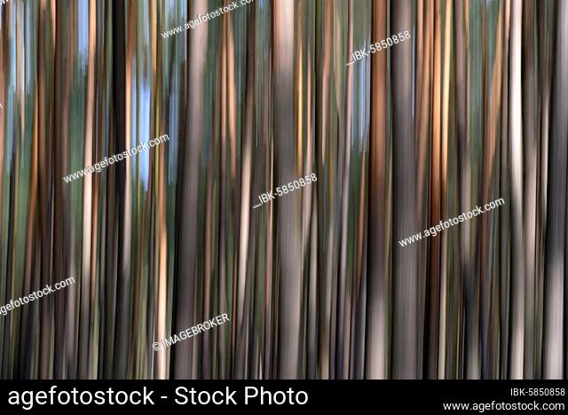 Pine forest, tree trunks, wipe effect, Wietzer Berg, Naturpark Südheide, Lüneburger Heide, Lower Saxony, Germany, Europe