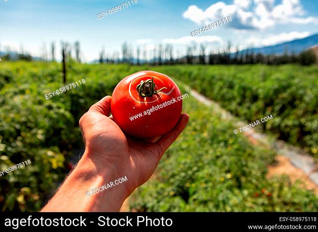 farmer hand showing tomato fruit with radial crack and circles around the top crack, selective focus and close up view with open field background