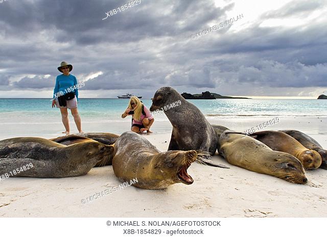 Galapagos sea lions Zalophus wollebaeki with Lyn Conway and photographer CT Ticknor on Gardner beach on Santiago Island in the Galapagos Island Archipelago