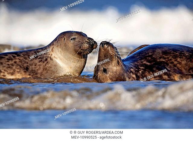 Grey Seals showing affection while playing in the surf December Donna Nook Lincolnshire England