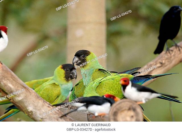 Birds, Prince-black, Cardinal-pity-swampland, Pantanal, Mato Grosso do Sul, Brazil