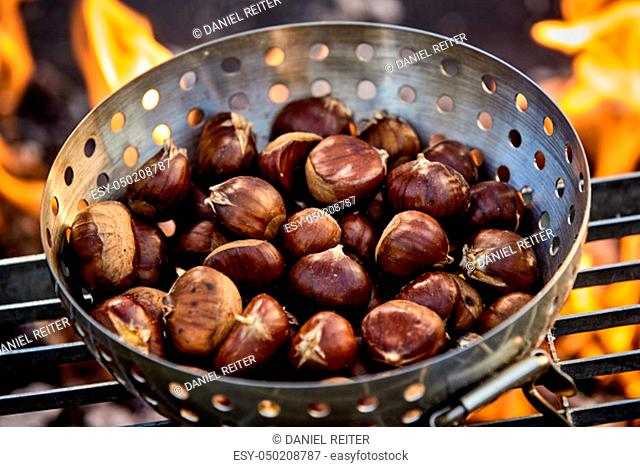 Metal roaster filled with fresh autumn chestnuts roasting on a grill over the hot coals of a barbecue fire