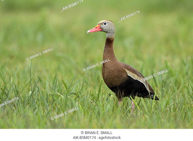 Adult Black-bellied Whistling-Duck (dendrocygna autumnalis) standing in spring green grass in Galveston County, Texas, United States
