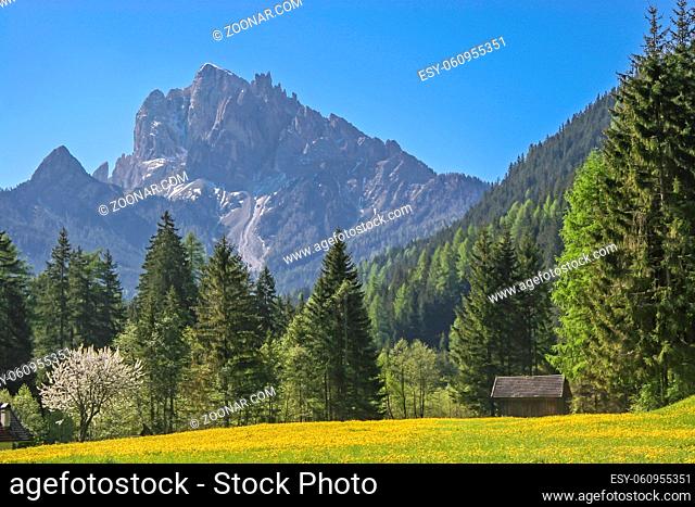 Löwenzahnwiese mit Dolomitengipfel im Pragser Tal in Südtirol