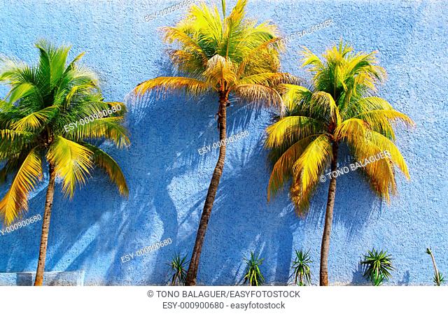 Coconut palm trees over blue wall sun shadows tropical climate