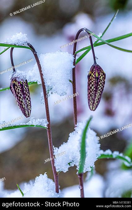 chess flower (fritillaria meleagris), covered in snow