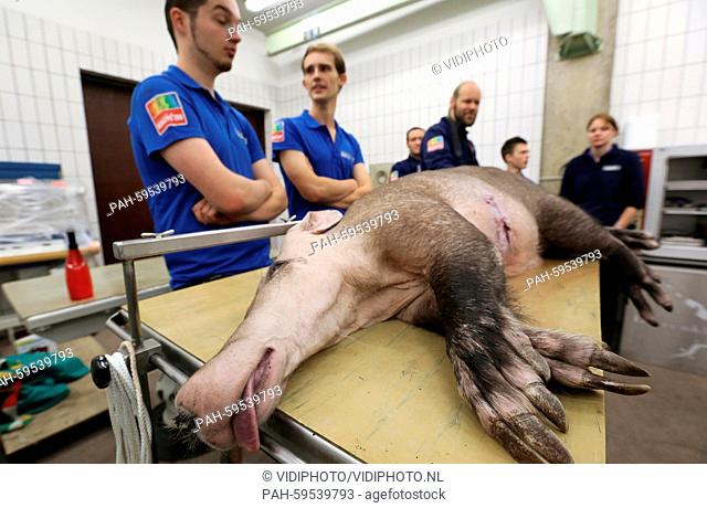 A special event at Burgers' Zoo in Arnhem in the Netherlands Thursday 25-6-2015. When elderly aardvark Snuffie (1994) was under anesthesia a fistula of keloids...