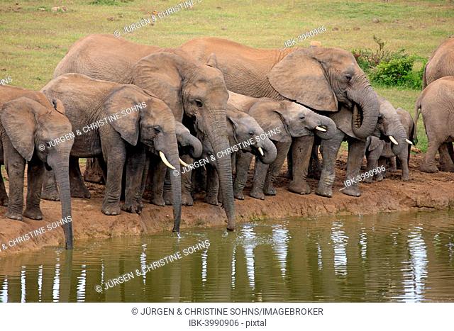 African Elephants (Loxodonta africana), herd at waterhole, Addo Elephant National Park, Eastern Cape, South Africa