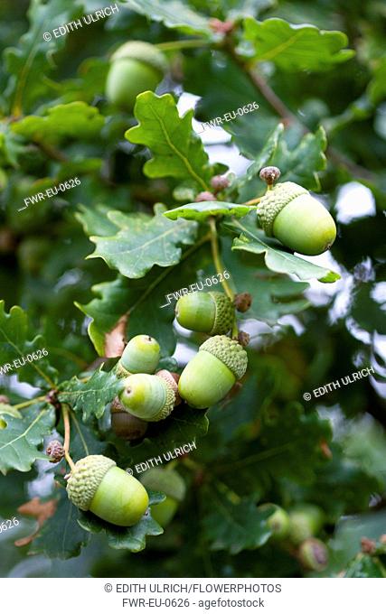 Oak, Quercus robur, Acorns growing on the branches of tree in late summer