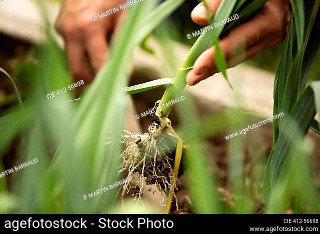 Close up hand harvesting leek plant