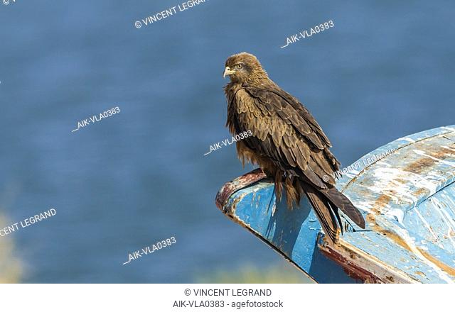 Adult Egyptian Black Kite sitting on a boat in Abu Simbel, Egypt. January 9, 2012