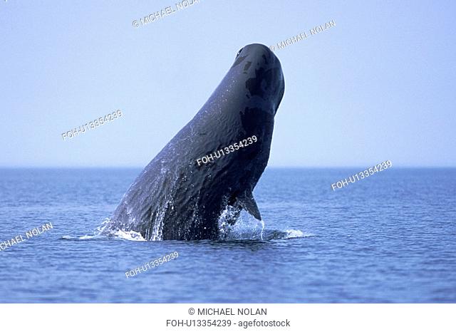 Sperm Whale Physeter macrocephalus Sub-adult breaching. Northern Gulf of California, Mexico