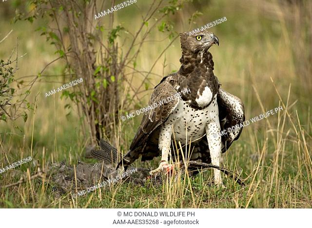 Martial Eagle (Polemaetus bellicosus) with Guineafowl kill, Masai Mara, Kenya