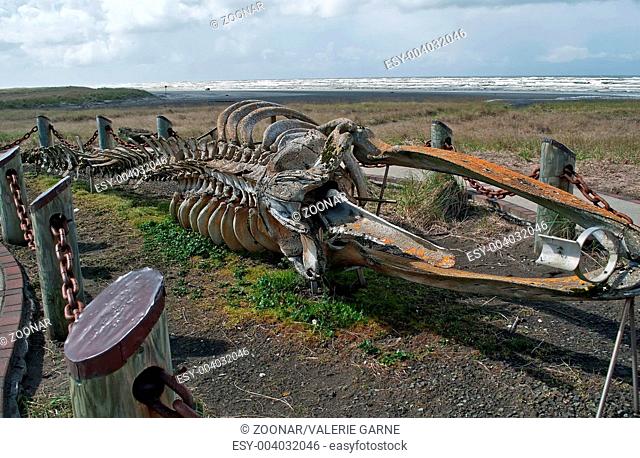 Very Old Gray Whale Skelton on Beach