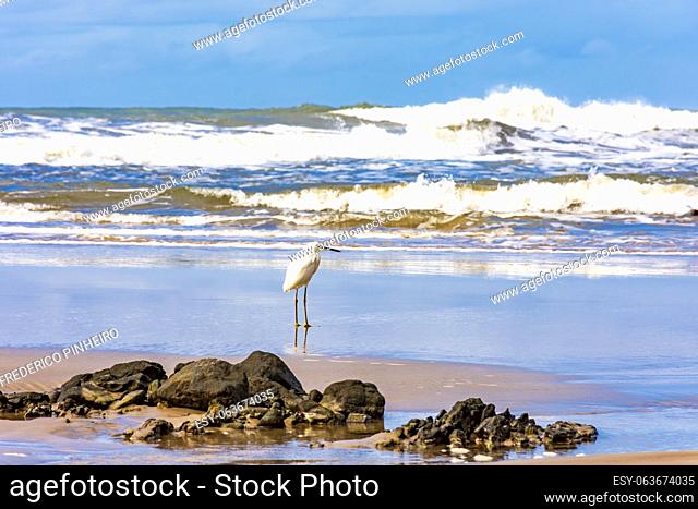 White egret perched on the beach sand with the waves in the background in Serra Grande on the coast of Bahia, Brazil