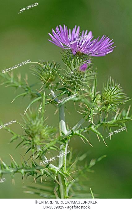 Spiny Plumeless Thistle (Carduus acanthoides), Province of Messina, Sicily, Italy