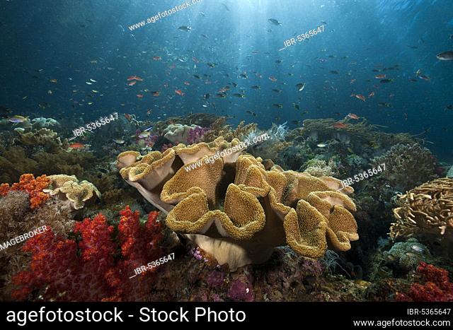 Coral reef with mushroom leather coral, Sarcophyton sp., Triton Bay, West Papua, Indonesia, Asia