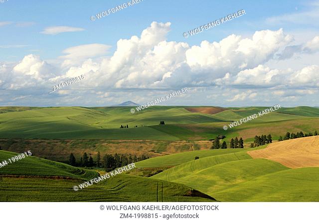 USA, WASHINGTON STATE, PALOUSE COUNTRY NEAR PULLMAN, VIEW OF ROLLING HILLS, FIELDS, CUMULUS CLOUDS