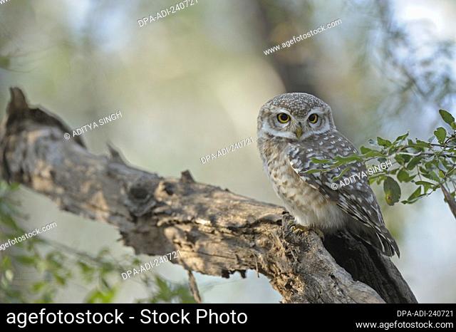 Spotted Owlet Athene brama in Ranthambhore national park