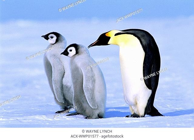 Adult emperor penguin Aptenodytes forsteri and chicks, Atka Bay colony, Weddell Sea, Antarctica