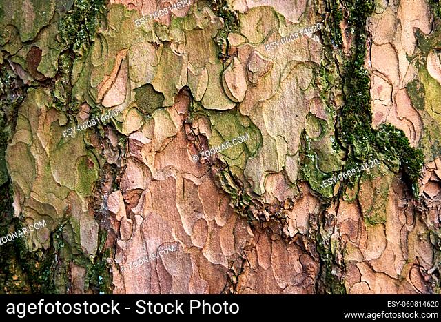 weathered and mossy green bark