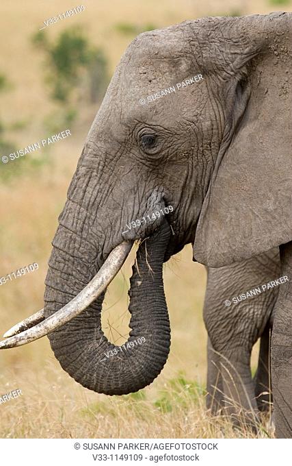 An African elephant up close & personal in Kenya