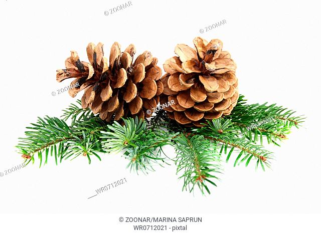 Two pine cones with branch