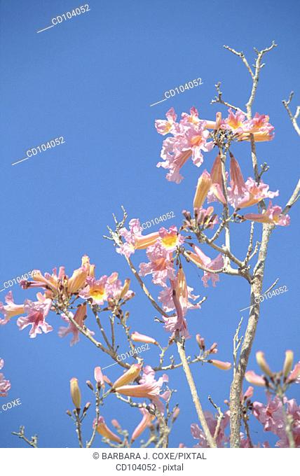 Pink Trumpet Tree (Tabebuia pallida)