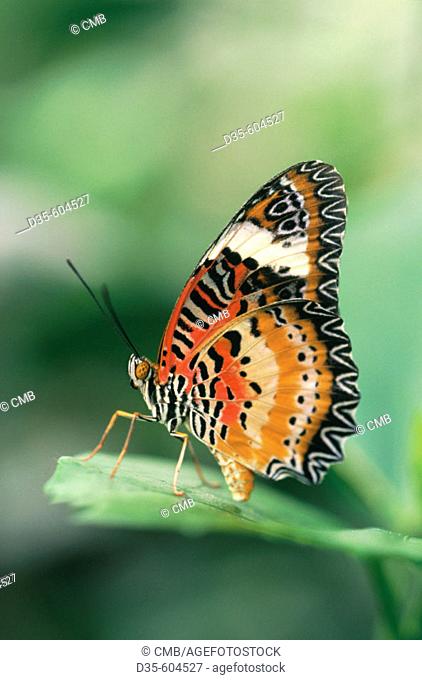 Butterfly (Cethosia biblis). South Asia