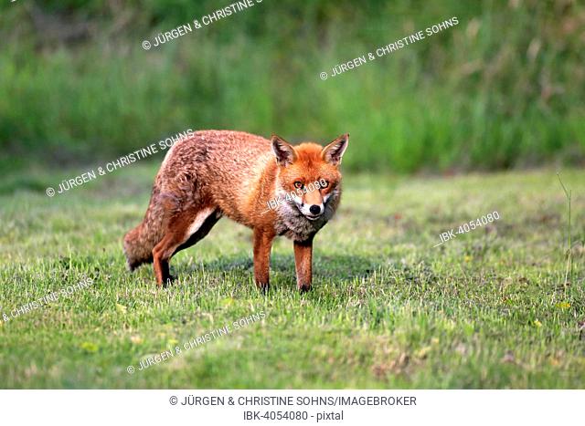 Red Fox (Vulpes vulpes), adult, Surrey, England, United Kingdom