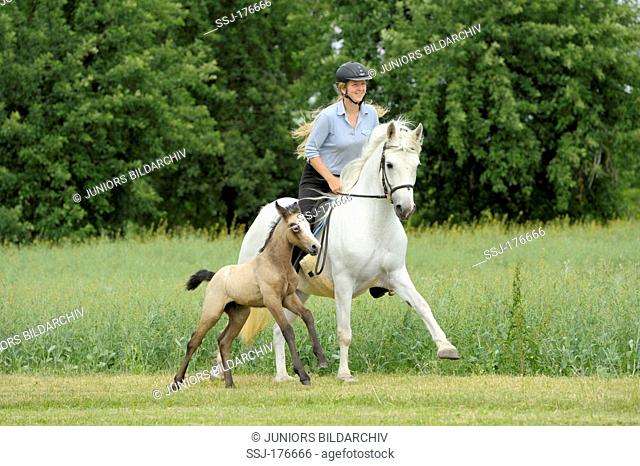 Connemara Pony. Young rider on back of a gray mare accompanied by her foal galloping in a meadow
