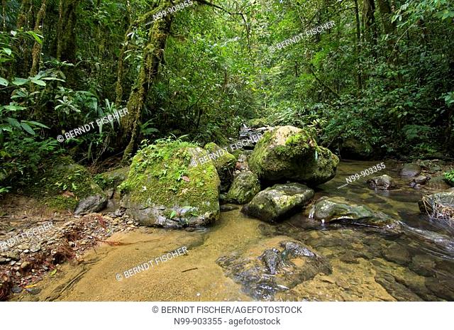 Mountain rainforest Kinabalu National Park Sabah Borneo Malaysia