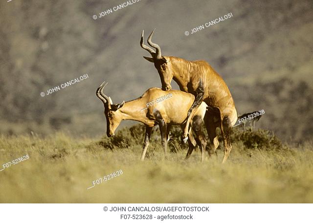 Hartebeest (Alcelaphus buselaphus). Mating. South Africa. Also known as Kongoni. A large-high-shouldered-deep-chested antelope with long legs and a short neck...