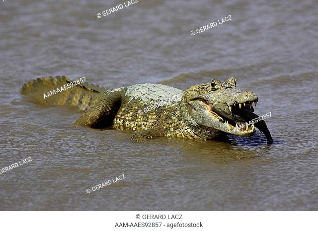 Spectacled Caiman, caiman crocodilus, Adult catching Fish, Los Lianos in Venezuela