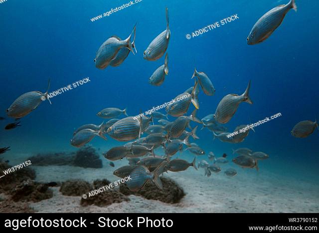 underwater, school of fish, seabass