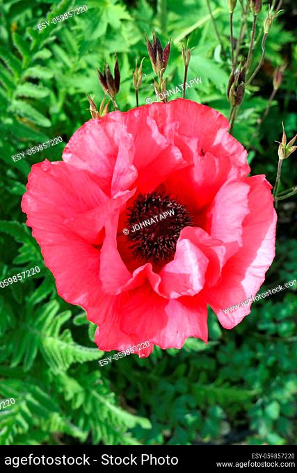 Red oriental poppy, Papaver orientale, flower in close up with blurred leaves in the background
