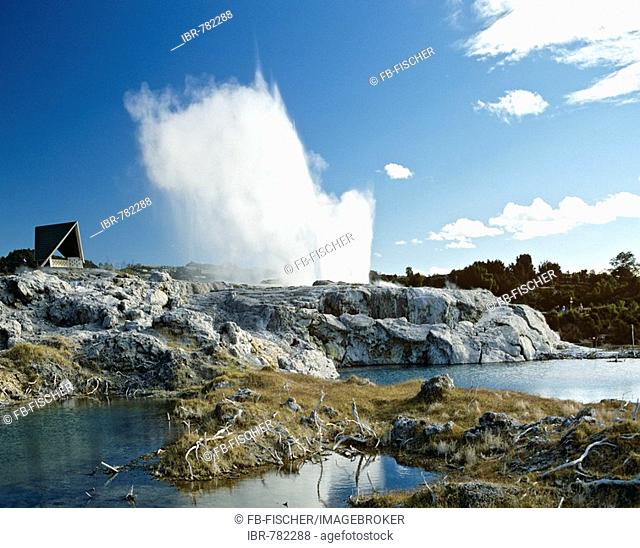 Pohutu Geyser, Whakarewarewa geothermal area, Rotorua, North Island, New Zealand
