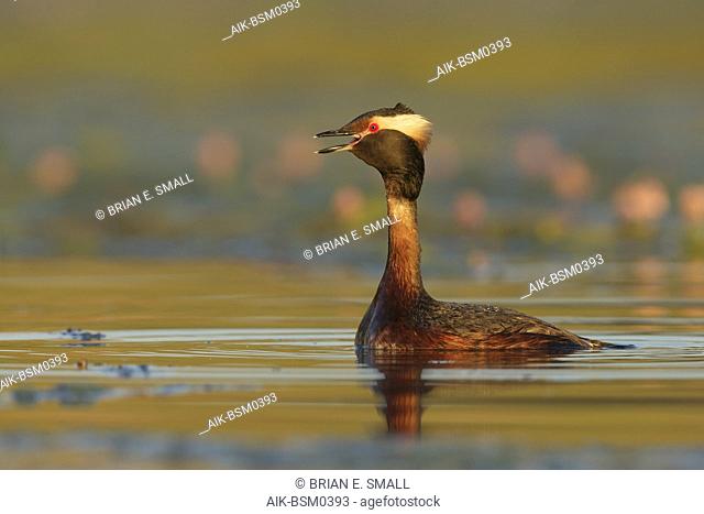 Adult summer plumaged American Horned Grebe (Podiceps auritus cornutus) swiming in a lilly covered lake in Kamloops, B.C. in Canada