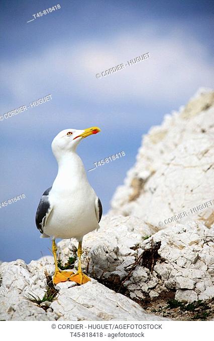 Yellow-legged Gull (Larus michahellis). Bouches-du-Rhône, France